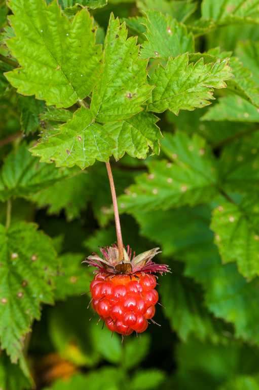 Image of salmonberry