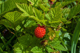 Image of salmonberry