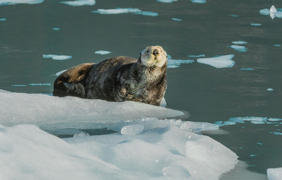 Image of Sea Otter