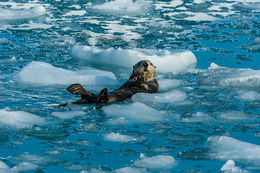 Image of Sea Otter