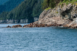 Image of Northern Sea Lion