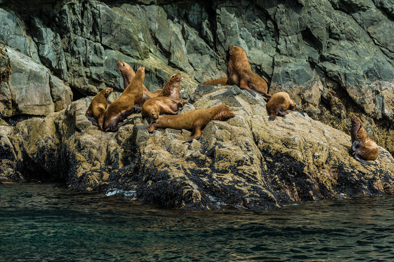 Image of Northern Sea Lion