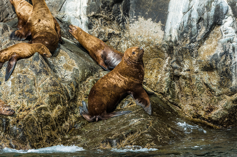 Image of Northern Sea Lion