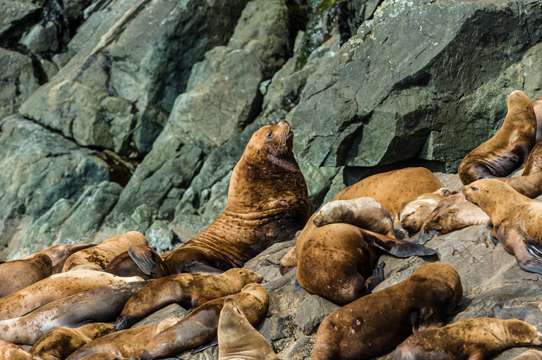 Image of Northern Sea Lion