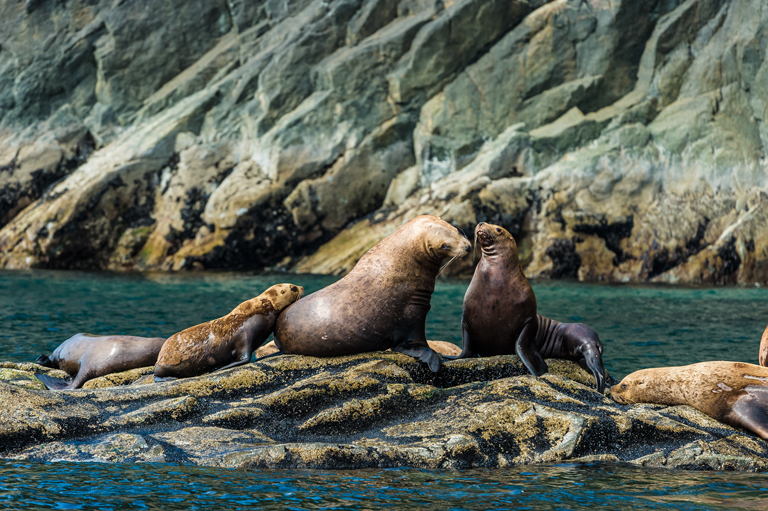 Image of Northern Sea Lion