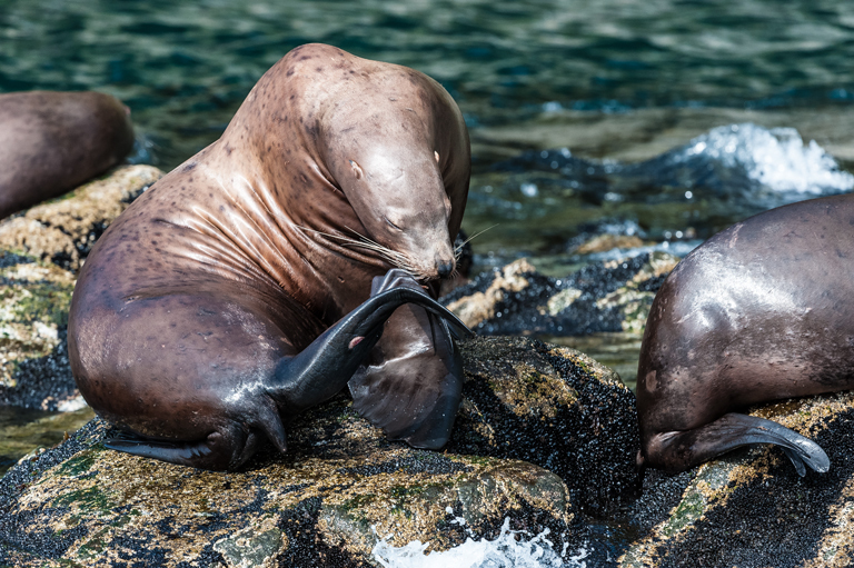 Image of Northern Sea Lion