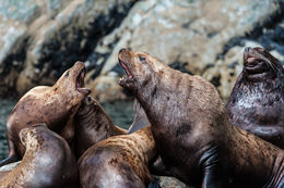 Image of Northern Sea Lion