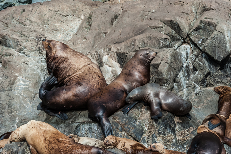 Image of Northern Sea Lion