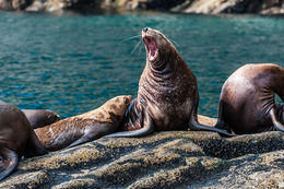 Image of Northern Sea Lion