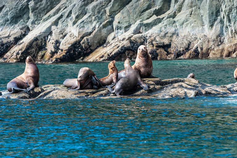 Image of Northern Sea Lion