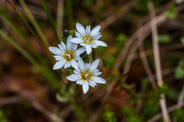 Image of Swamp Gentian