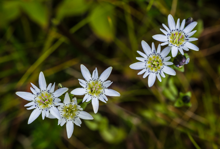 Image of Swamp Gentian