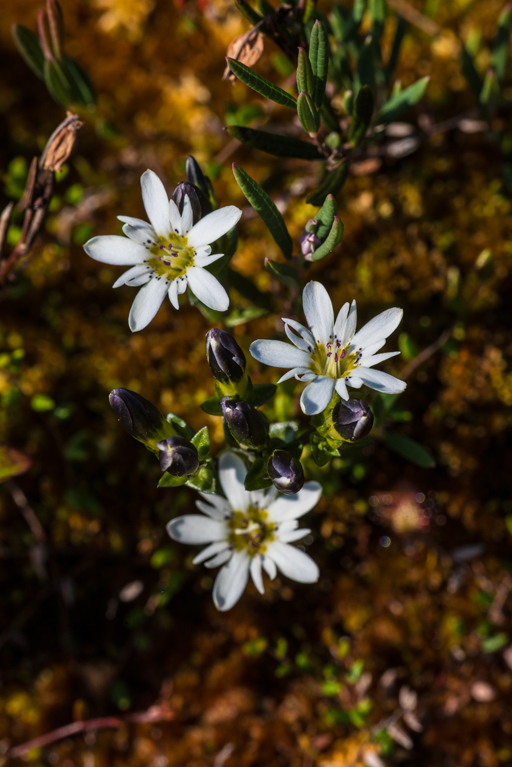 Image of Swamp Gentian