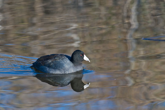 Image of American Coot