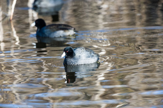 Image of American Coot