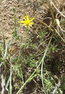 Image of daisybush