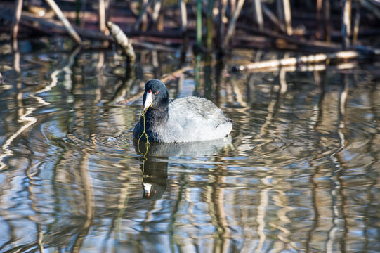 Image of American Coot