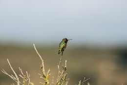 Image of Anna's Hummingbird