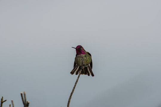 Image of Anna's Hummingbird