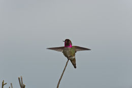 Image of Anna's Hummingbird