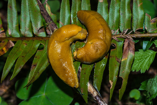 Image of Ariolimax columbianus (A. Gould 1851)