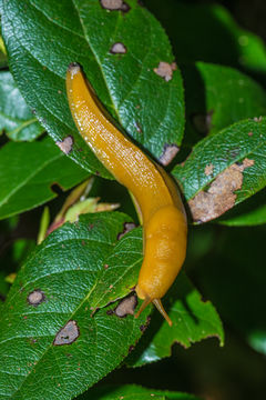 Image of Ariolimax columbianus (A. Gould 1851)