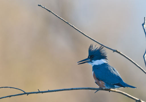 Image of Belted Kingfisher