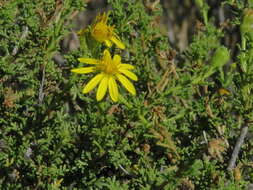 Image of daisybush