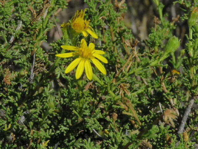 Image of daisybush