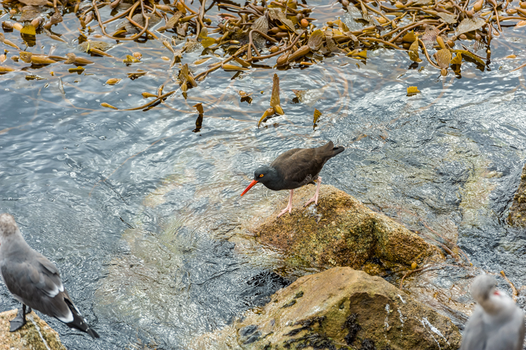 Image of Black Oystercatcher