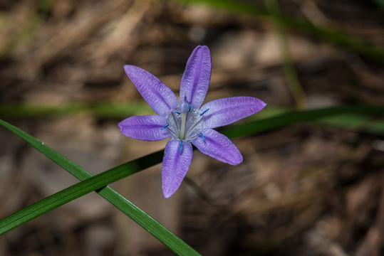 Sivun Triteleia bridgesii (S. Watson) Greene kuva