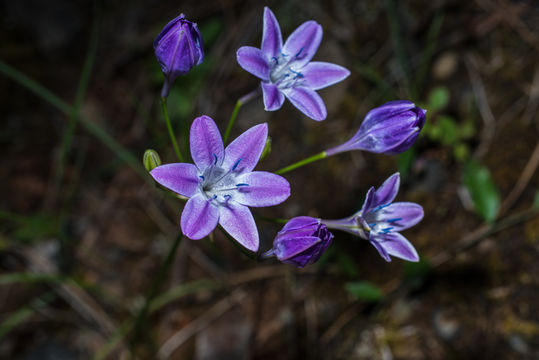 Sivun Triteleia bridgesii (S. Watson) Greene kuva