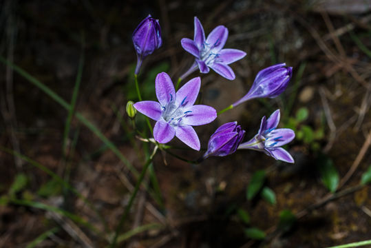 Sivun Triteleia bridgesii (S. Watson) Greene kuva