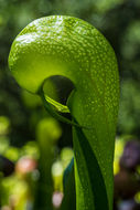 Image of California pitcherplant