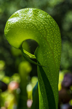 Image of California pitcherplant