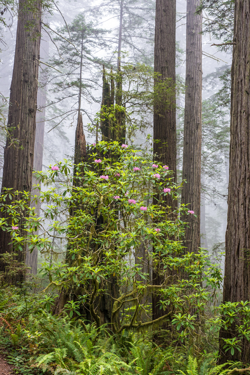 Image of Pacific rhododendron