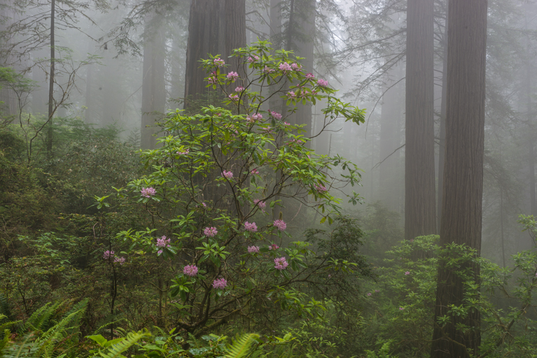 Image of Pacific rhododendron