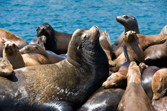 Image of California Sea Lion