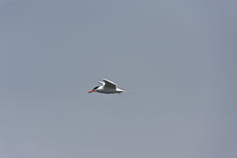 Image of Caspian Tern