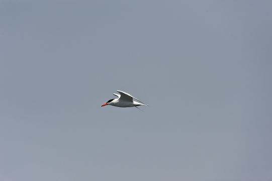 Image of Caspian Tern