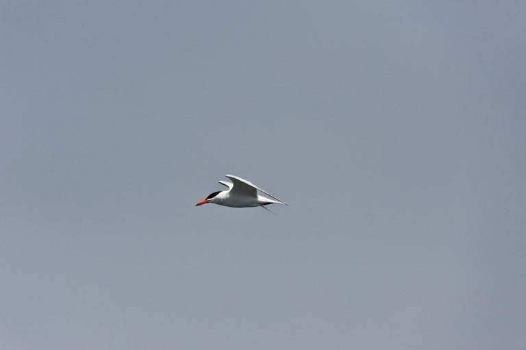 Image of Caspian Tern