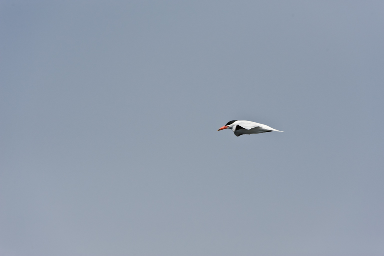 Image of Caspian Tern