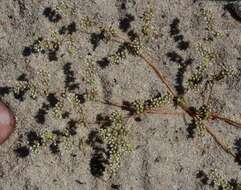 Image of carpet-weeds