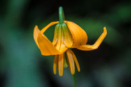 Image de Lys de Colombie