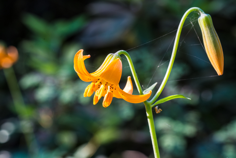 Image de Lys de Colombie