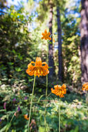 Image de Lys de Colombie