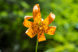 Image de Lys de Colombie