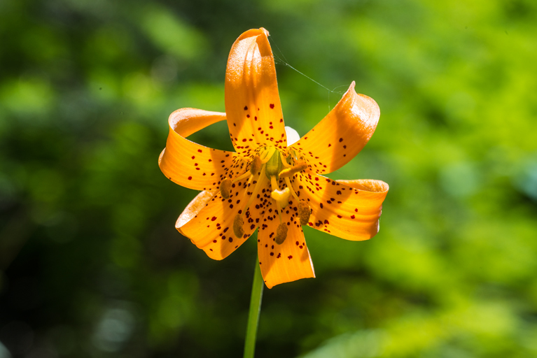 Image de Lys de Colombie