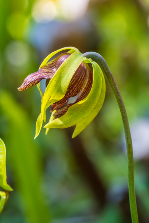 Image of California pitcherplant