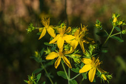 Plancia ëd Hypericum concinnum Benth.